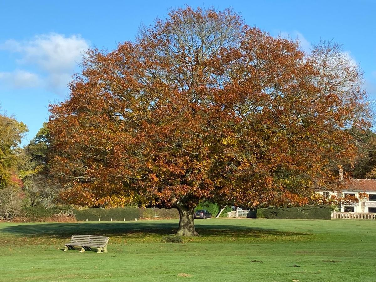 Avondale New Forest Godshill  Екстер'єр фото
