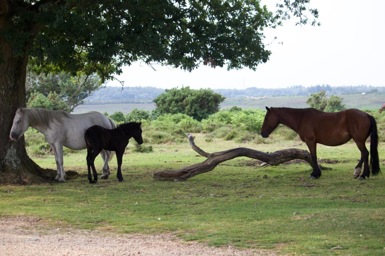 Avondale New Forest Godshill  Екстер'єр фото